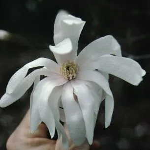 thumbnail for publication: Magnolia kobus var. stellata 'Centennial' 'Centennial' Star Magnolia